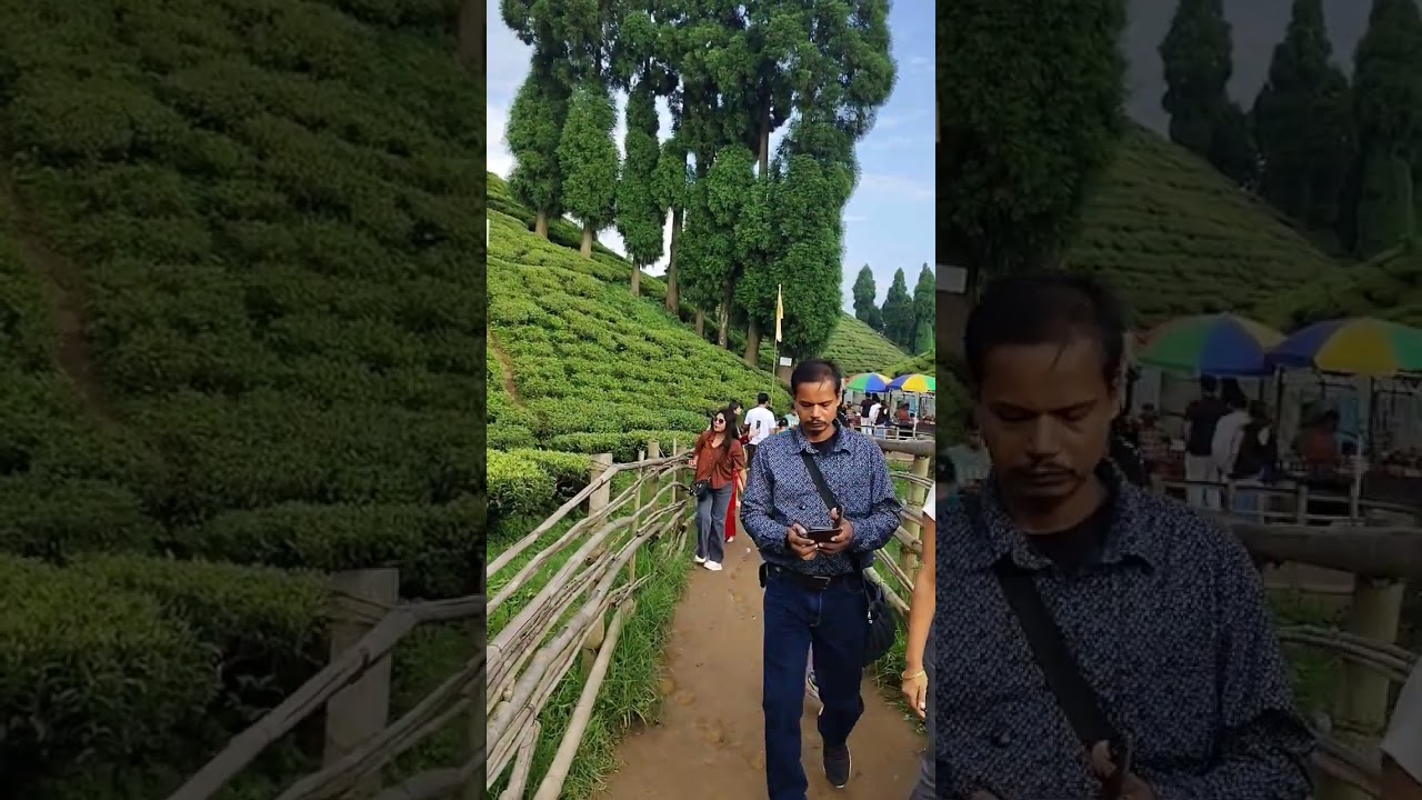 #mountains Darjeeling tea garden #teagarden #darjeelingtrip