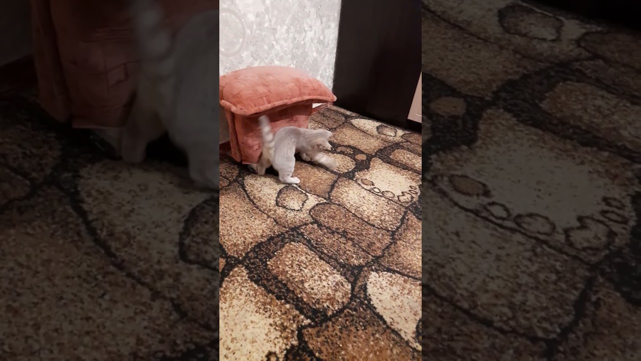 Cat exhibition