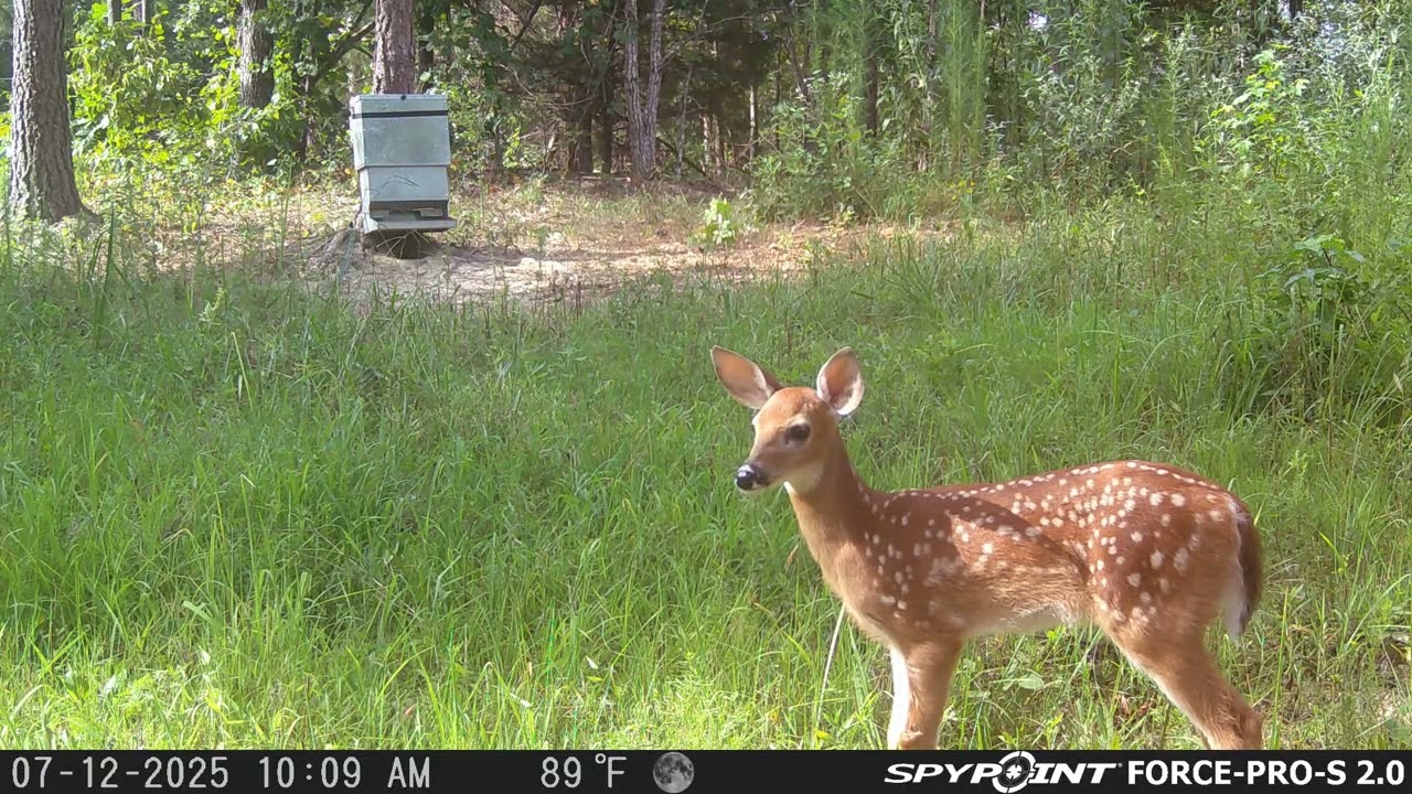 Sweet spotted baby