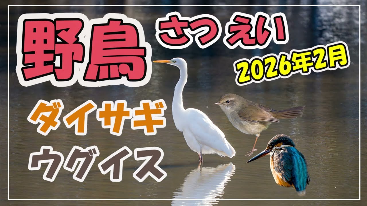野鳥さつえい~ウグイス・ダイサギ20260226~