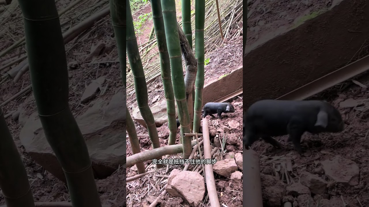鹅尔豁，不愧是正经猪，连我养的一个小猪儿都如此正能量 跑山猪原生态 自繁自养 我的农场生活 农场日记 乡村创业故事