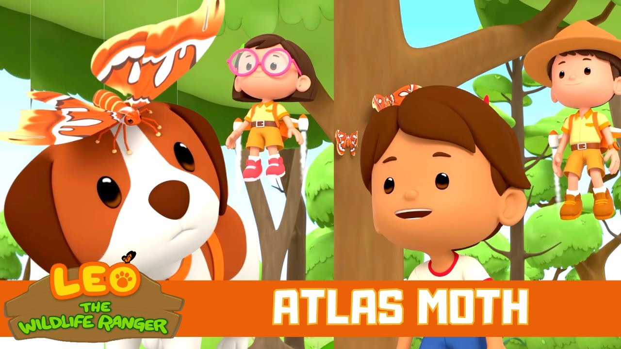 The ATLAS MOTH's wings are BROKEN! | Leo the Wildlife Ranger Spinoff S3E02 | @mediacorpokto