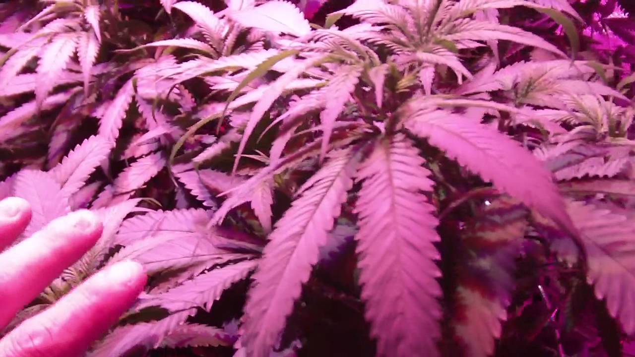 GROW SEASON 6 ( 2 weeks ) #PLATINUM P-4 #REMO NUTRIENTS