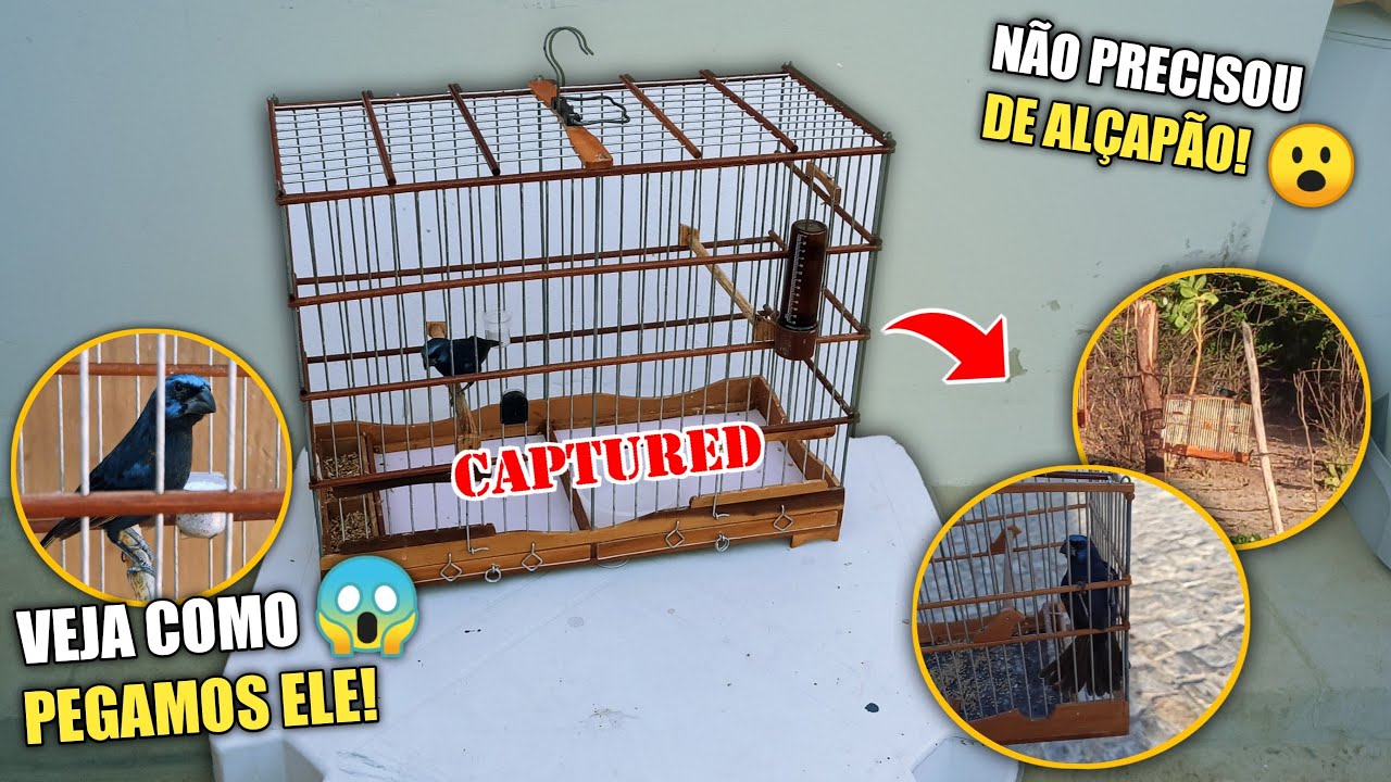 CONSEGUIMOS PEGAR IMPERADOR ! 😍😍 *Azulão que fugiu*