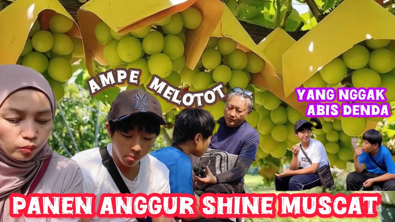 PUAS NYA MAKAN ANGGUR SHINE MUSCAT KALO NGGAK ABIS KENA DENDA😂 RIZUKI SAMPE MELOTOT😅