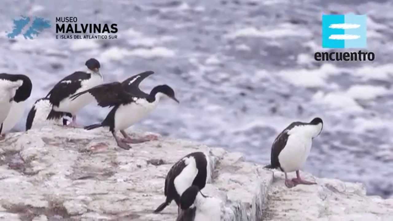 La Fauna de Malvinas