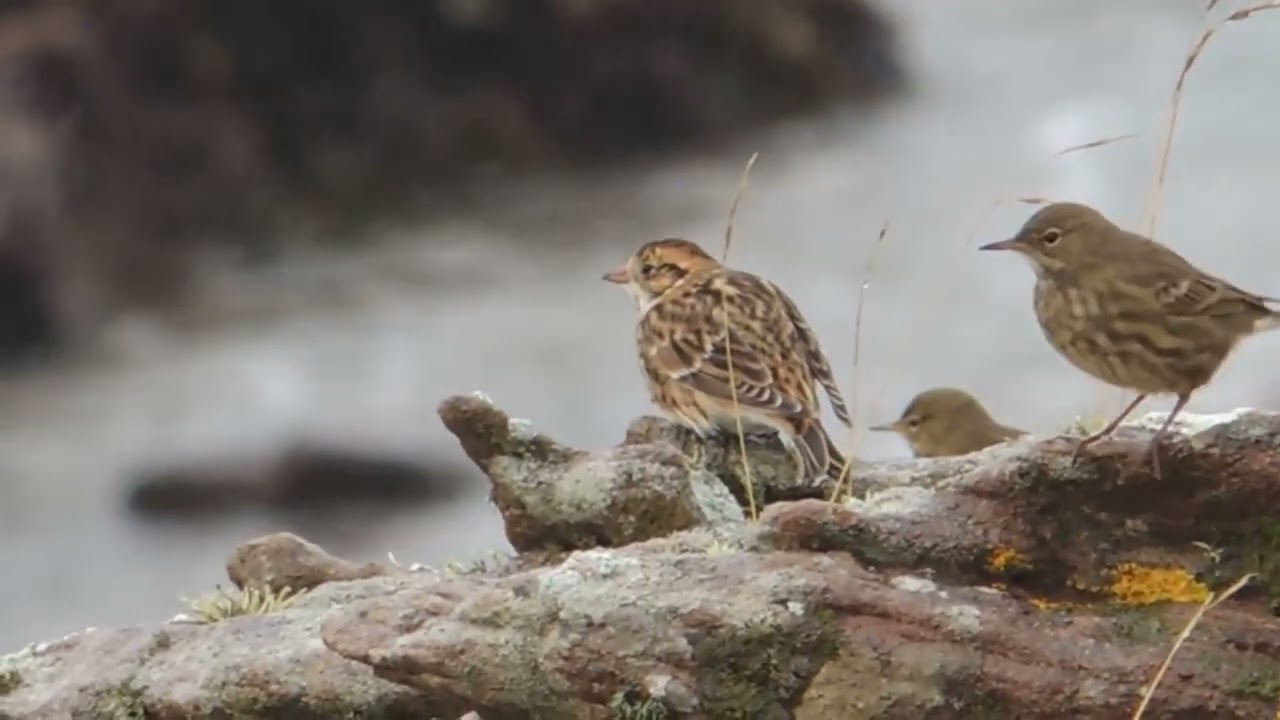 Лапландский подорожник Calcarius lapponicus Lapland Bunting