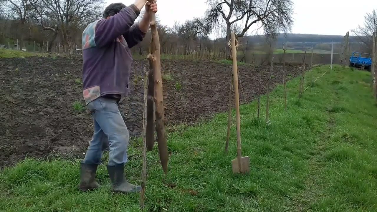 Hogyan készül#Szőlőlugas talajfuro nèlkül?