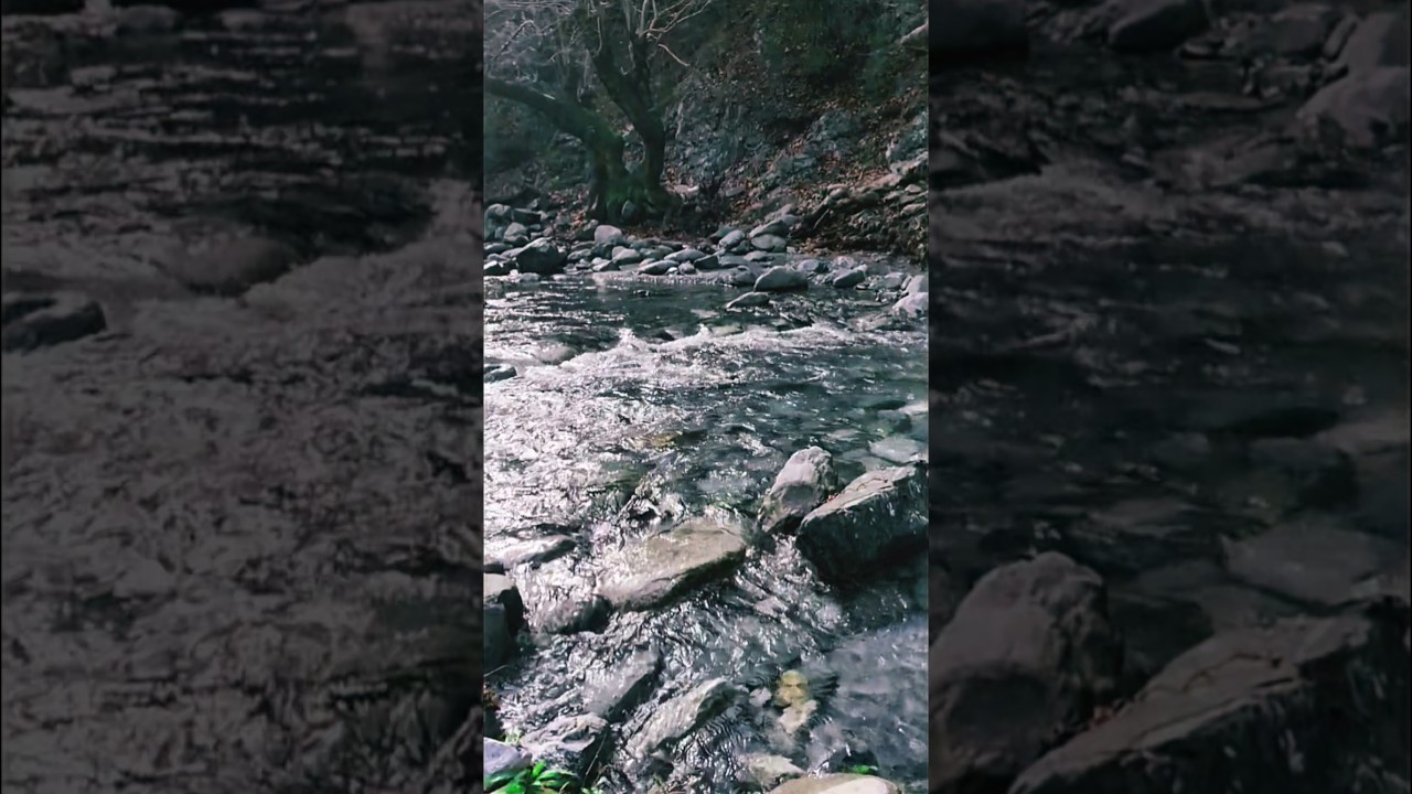 Relax Before You Sleep 😴 Nature River Sounds to Calm Your Mind 🌊 #nature #ambient #forestwhispers
