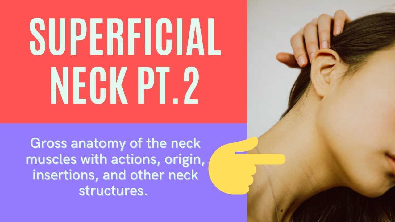 Superficial Neck Gross Anatomy Part 2 