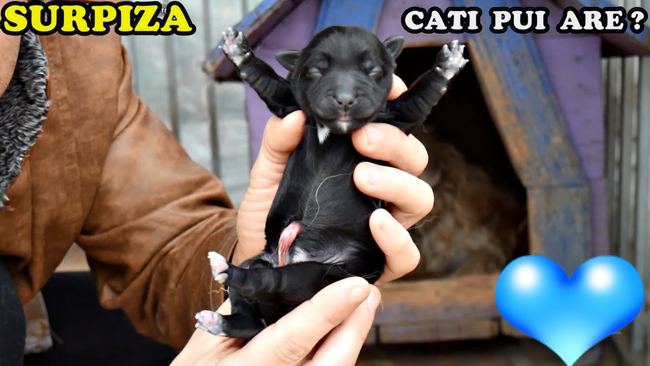 A DEVENIT MĂMICĂ ! o surpriză neașteptată..