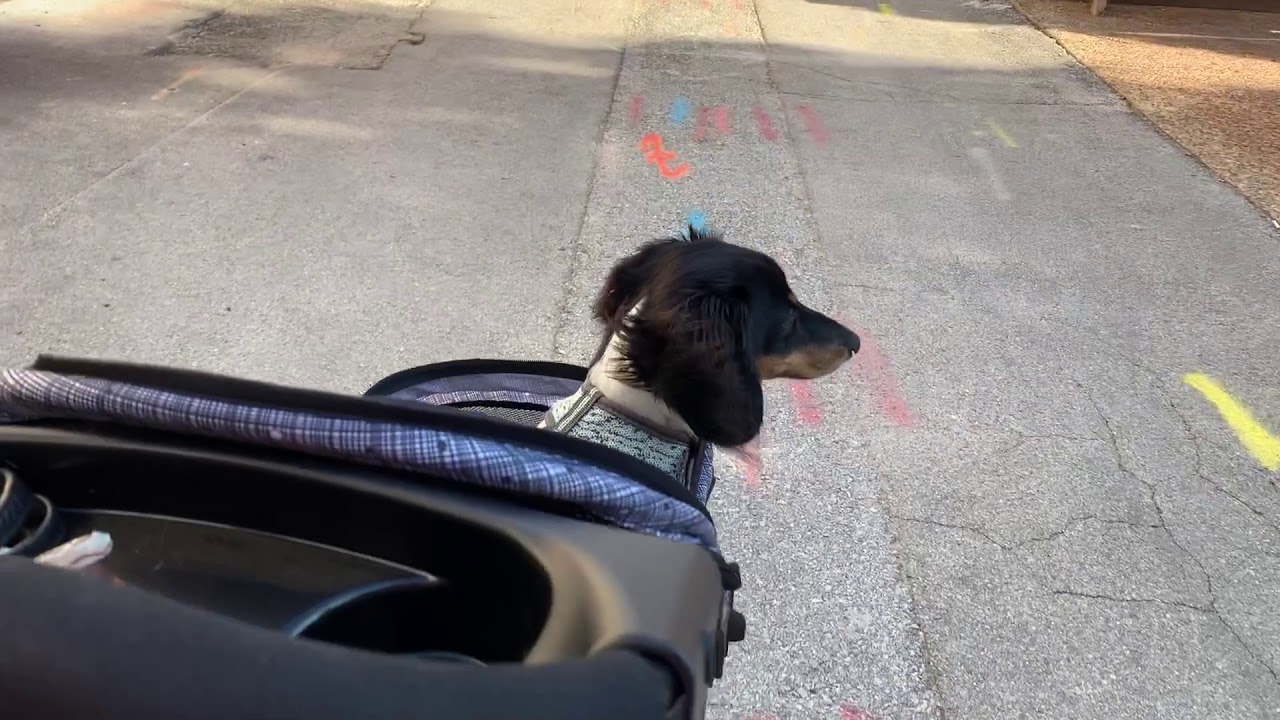 Gen7 Pet Stroller