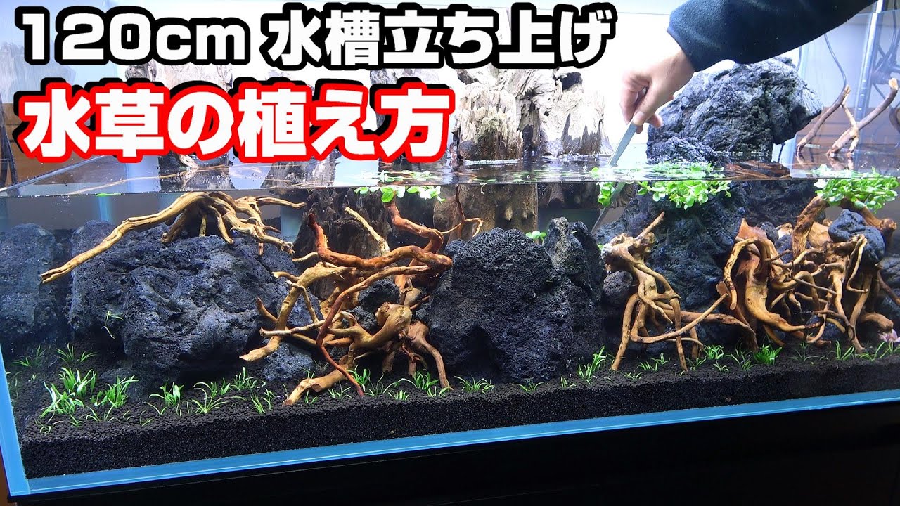 【水草水槽 120㎝】水草の植え方！（水草植栽の後編）＃アクアリウム