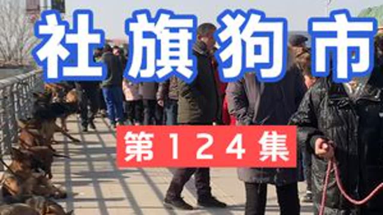 第124集 社旗狗市 这集有，德国威马，京巴，德牧，比熊，泰迪，莱州红，拉布拉多，金毛。#狗市 #萌宠推荐官 #狗狗 #现场实拍 #原创作品