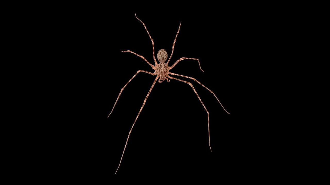 Araña Tigre