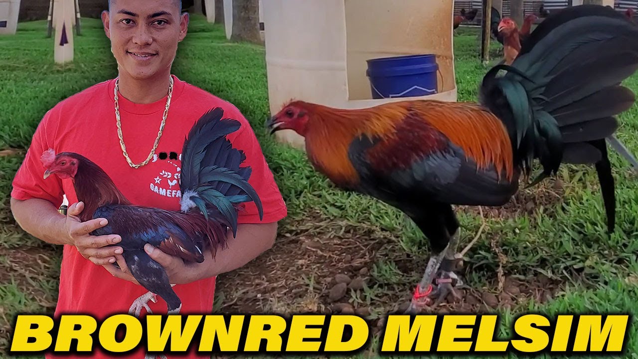 Black Brownred Melsim Albany Kelso Sweater Yellow Leg JORGE FARM Hawaii - Beautiful Birds Farm Visit