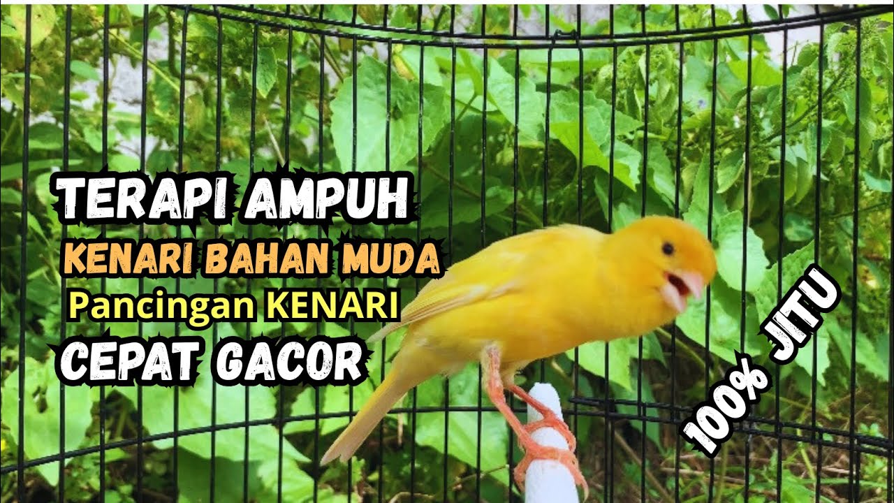 Kenari gacor NGEROL PANJANG cocok untuk PANCINGAN KENARI PAUD bikin BURUNG KENARI GACOR PANJANG