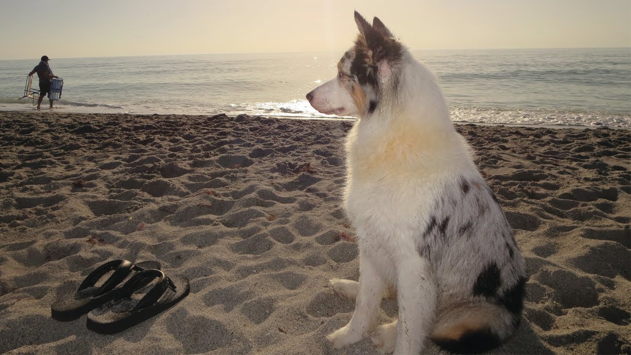 AUSTRALIAN SHEPHERD | Beach Day