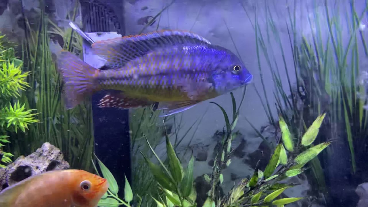 Red Empress Cichlids
