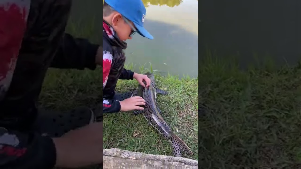 Pesque e Solte #cachara #pescando #pesqueiro #tsuri #fishon #pescabrasil