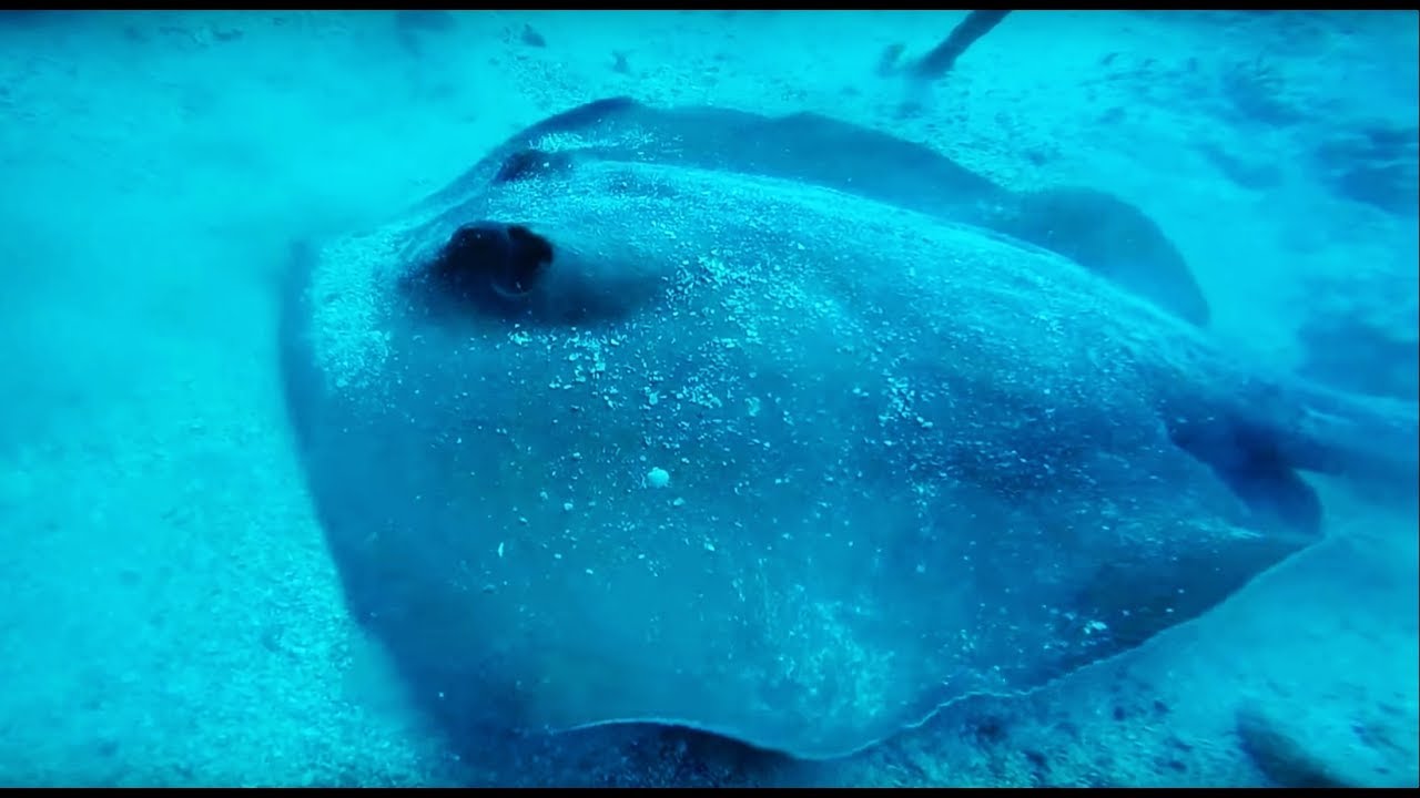 Scuba Diving at 41 meters with Stingrays (Dasyatis Pastinaca)!!