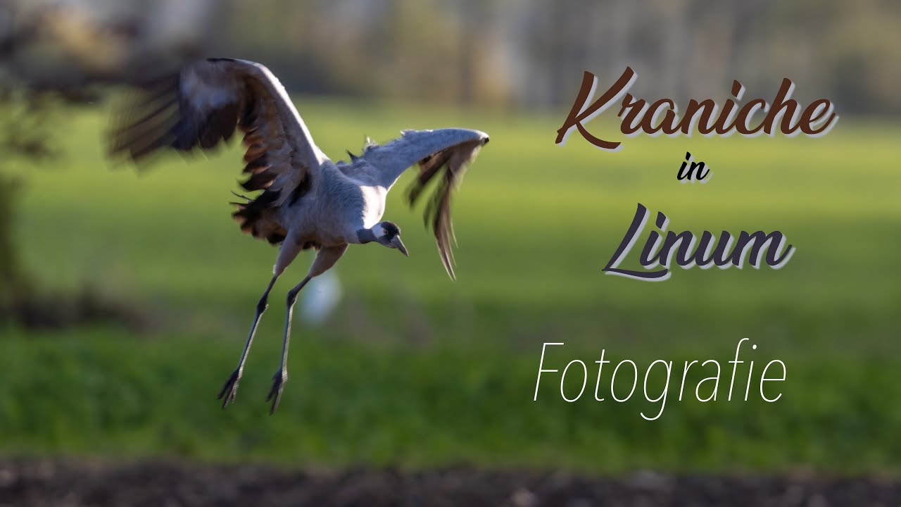 Kraniche - Fotografieren in Linum