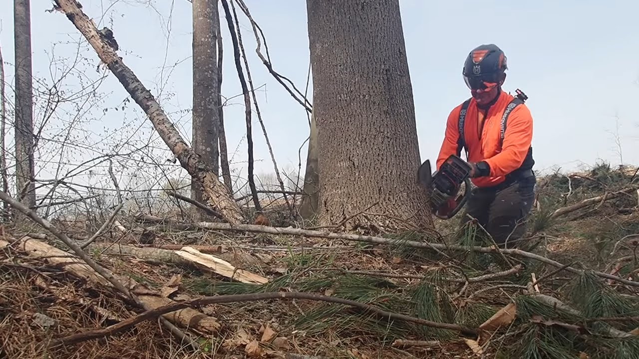 EPIC- Husqvarna 550xp Mark ll felling big timber!