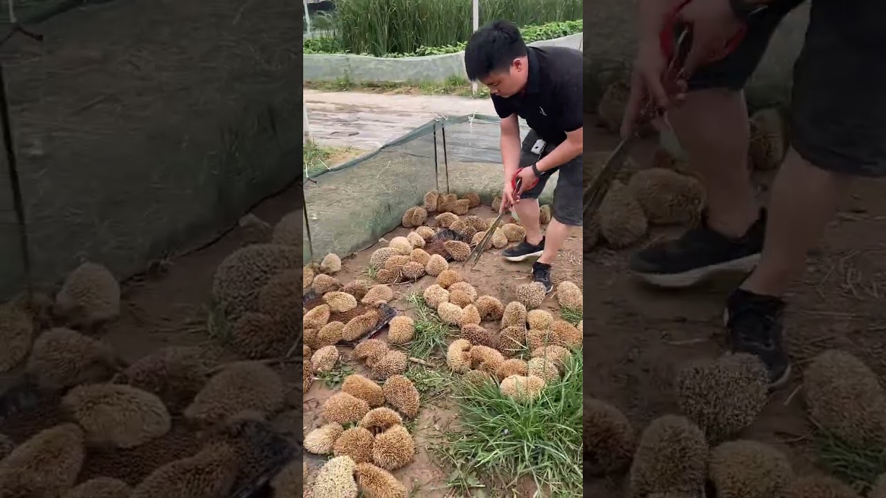 Cute Hedgehogs Released Into Garden 🦔😍 | Amazing Animal Rescue #Shorts#video#viral