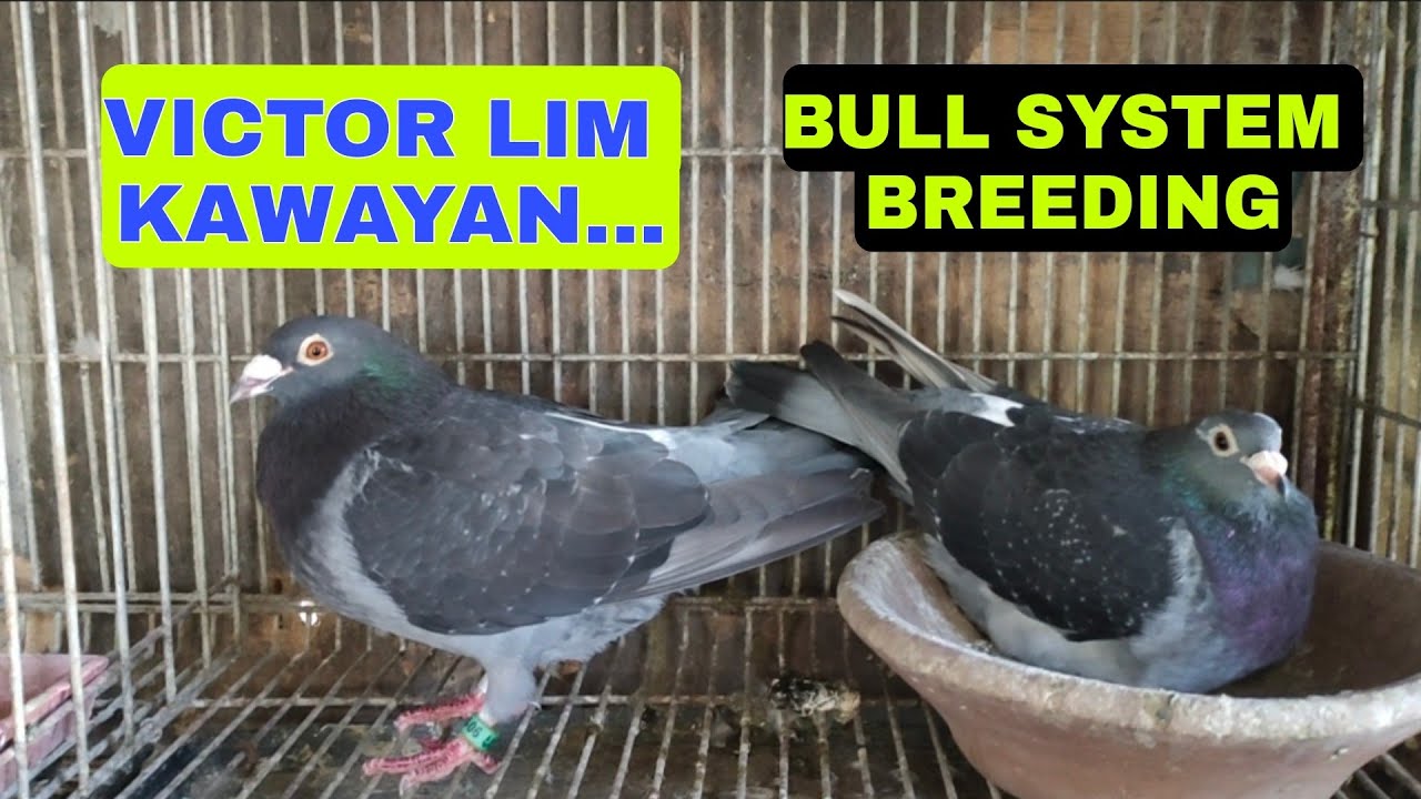 TIPS PARA MAS MABILIS MAPARAMI YUNG GUSTO MONG PAMILIA NG IBON...ANO NGA BA ANG BULL SYTEM BREEDING 