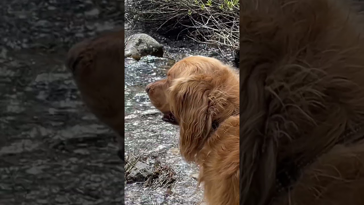 Bigfoot Sighting 2024! #Sasquatch #bushcraft #missing411 #survival #bigfoot