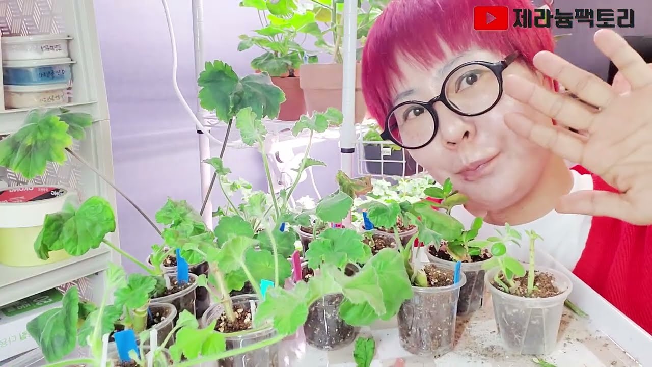 귀찮은 제라늄 가식하면서 중얼중얼