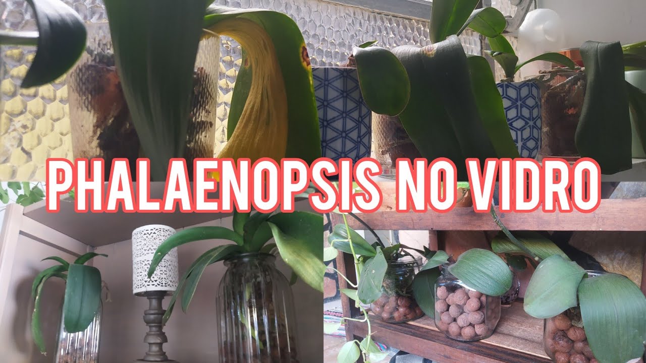 Como eu cultivo Phalaenopsis no vidro com argila expandida