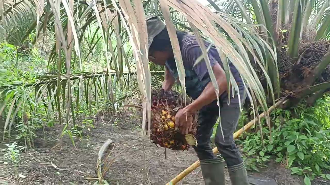 akibat terlanjur tanam sawit cabutan'