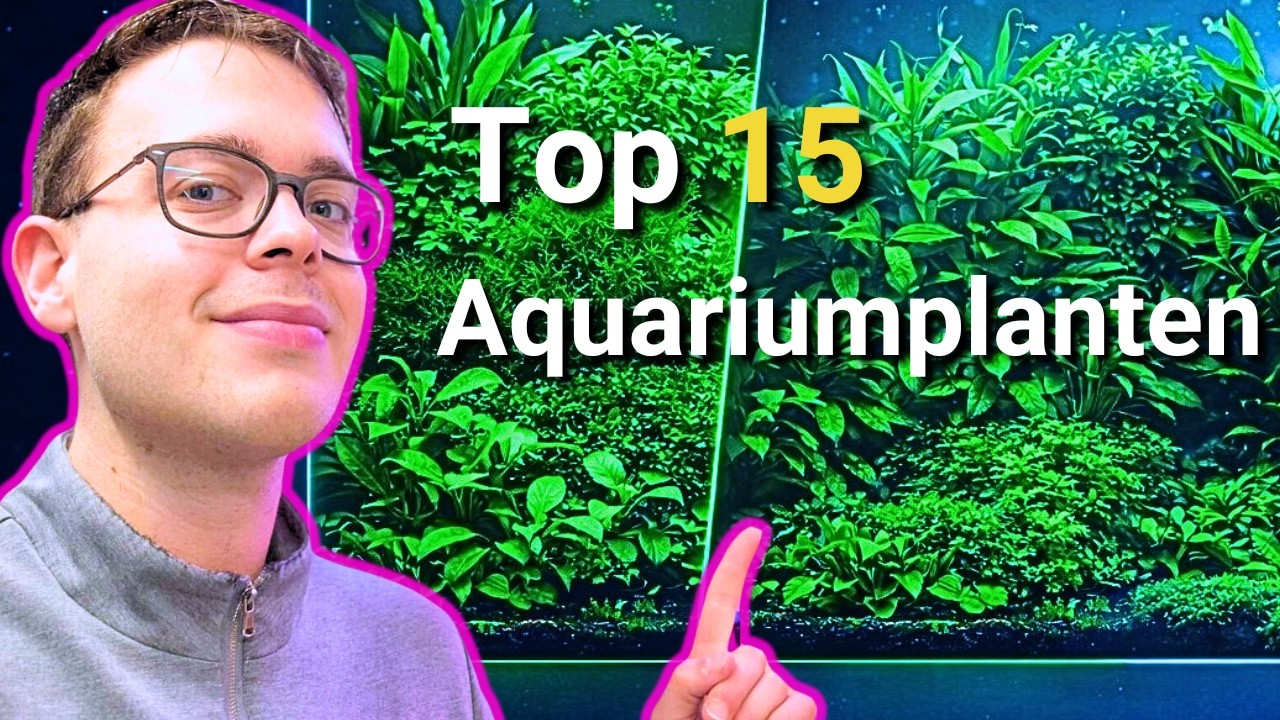 Aquariumplanten Voor Beginners