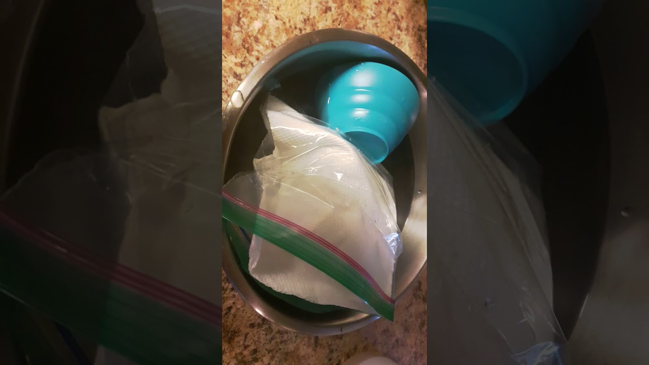 Reviving a cold and lifeless newborn rabbit with the water method