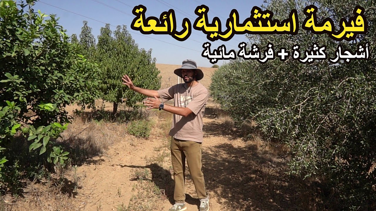 ✨ فيرمة استثمارية رائعة حوالي 2000 شجرة منتجة ومشروع كبير مع عائد سنوي جيد ✨ تيفلت