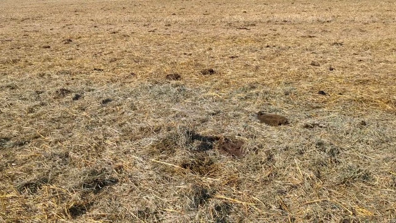 Swath grazing and feeding hay in the field
