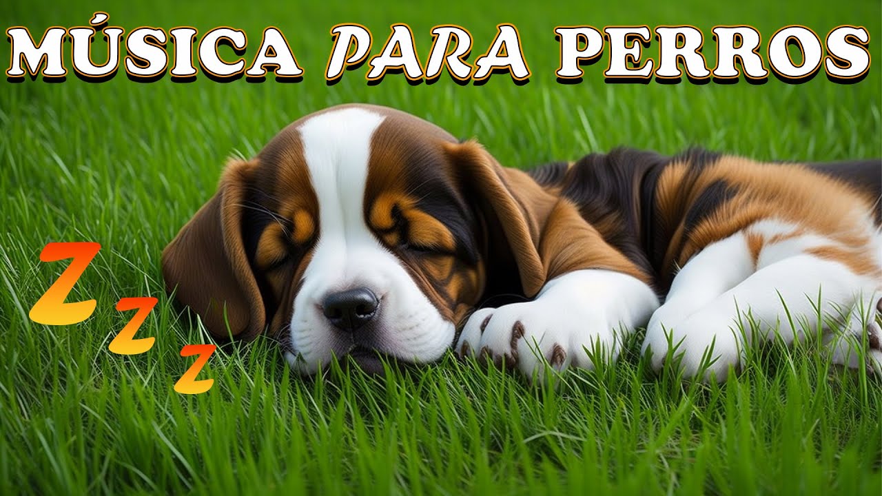 Música para dejar Perros solos en casa | 8 Horas de entretenimiento divertido para perros aburridos