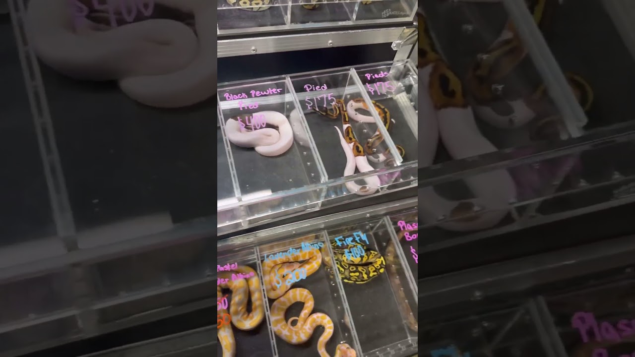 Repticon Orlando!