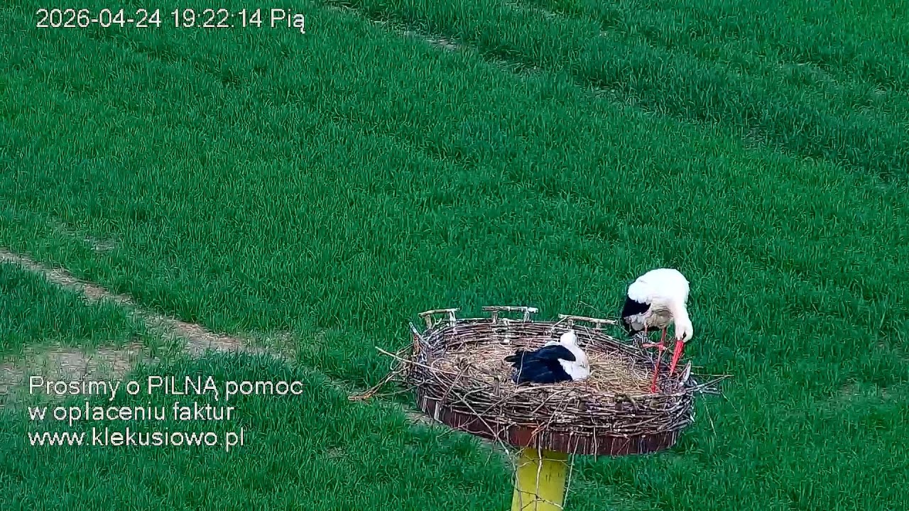 Orły Bieliki - Kamera 6 - M3