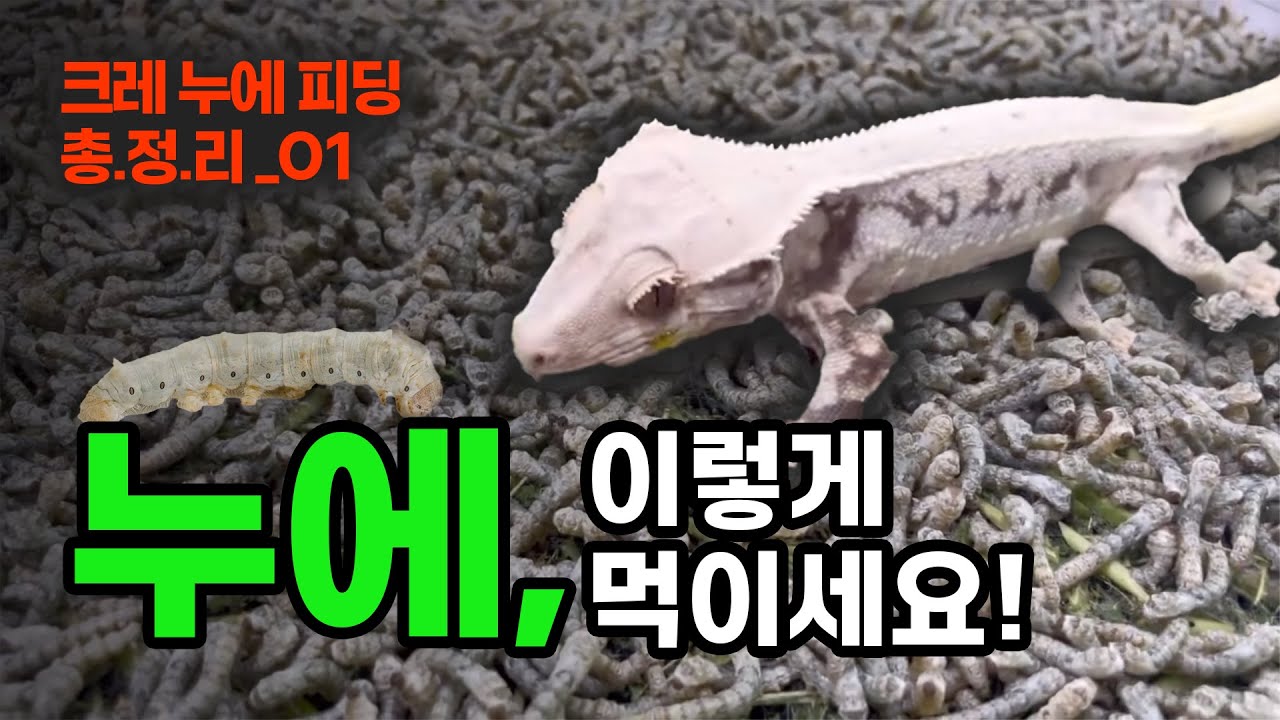 크레스티드게코 누에피딩 노하우 전격공개!