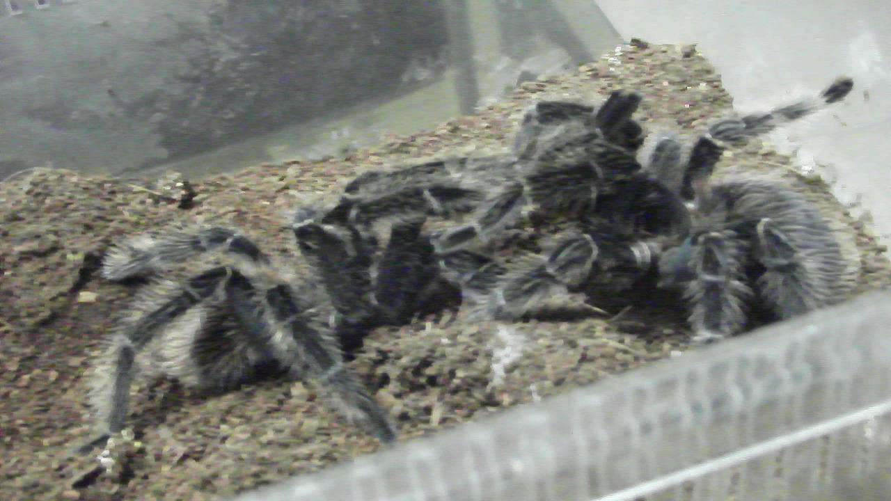 Primo tentativo di accoppiamento di Lasiodora parahybana