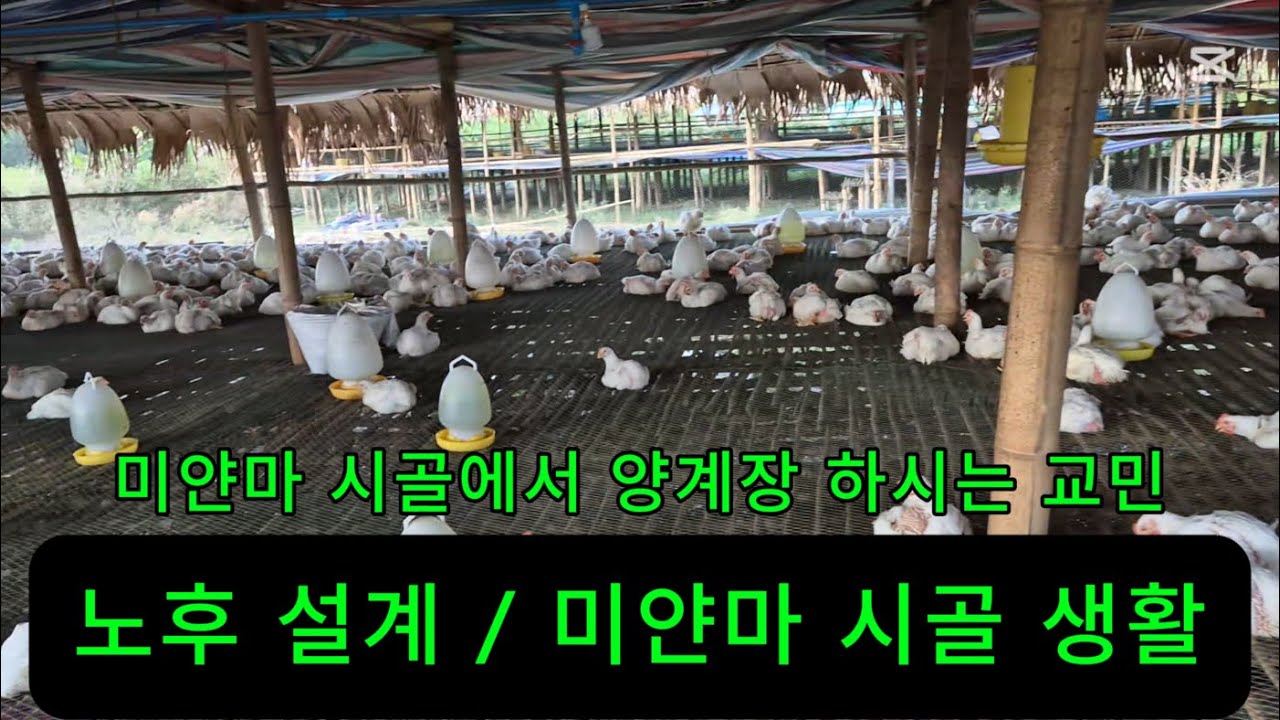 노후 설계 / 미얀마 시골에서 양계장 하시는 교민