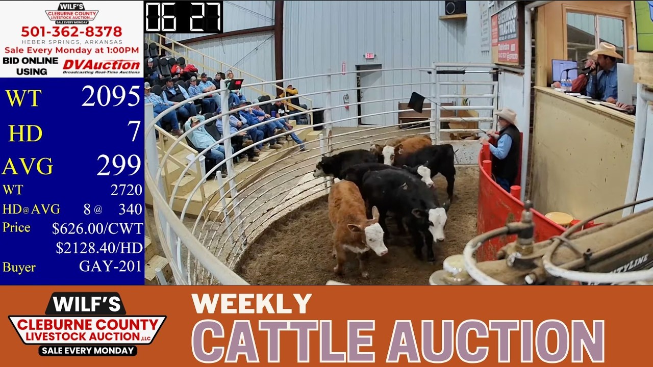 Live Cattle Trade at Wilf&rsquo;s Cleburne County Livestock Auction | March 9, 2026