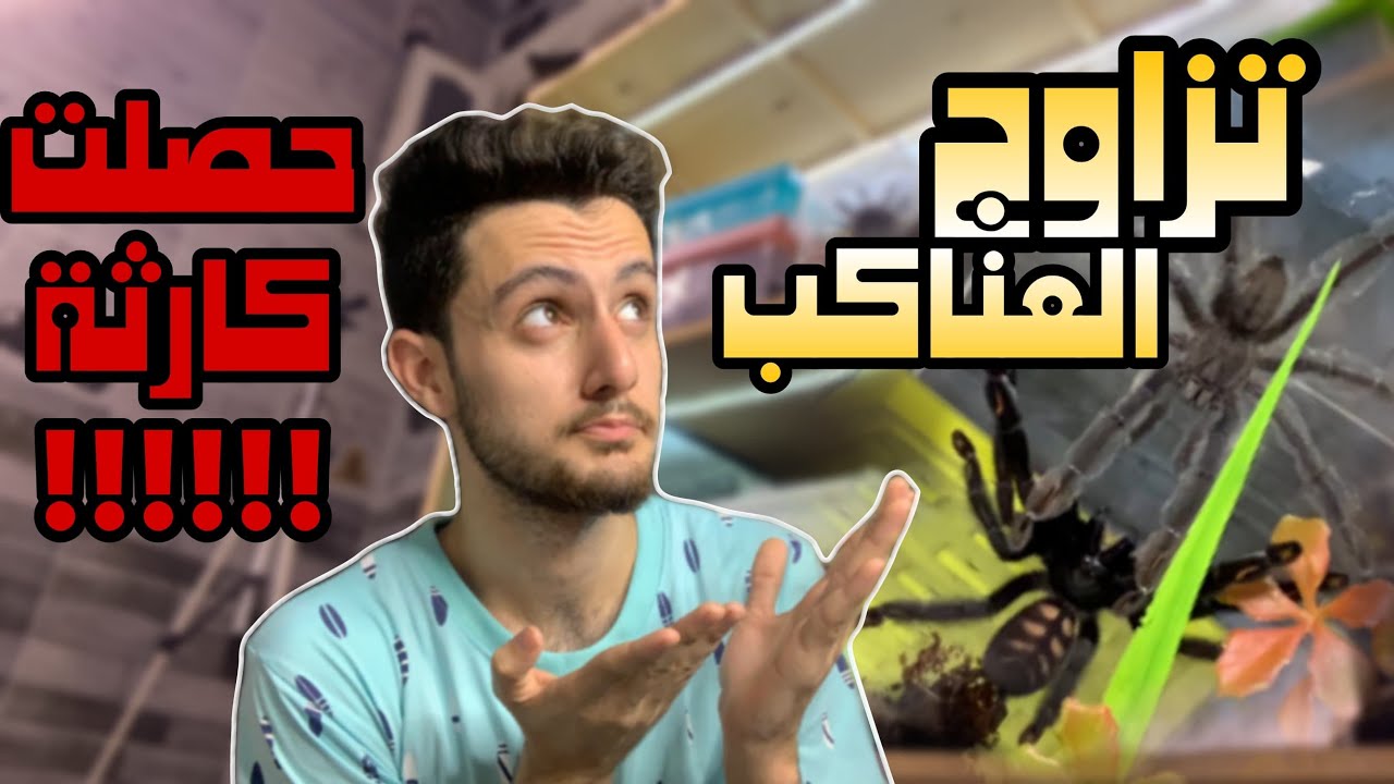 تزاوج عنكبوت الصن تايجر (sun tiger tarantula) وحصل ما لم يكن بالحسبان وربنا يستر ):