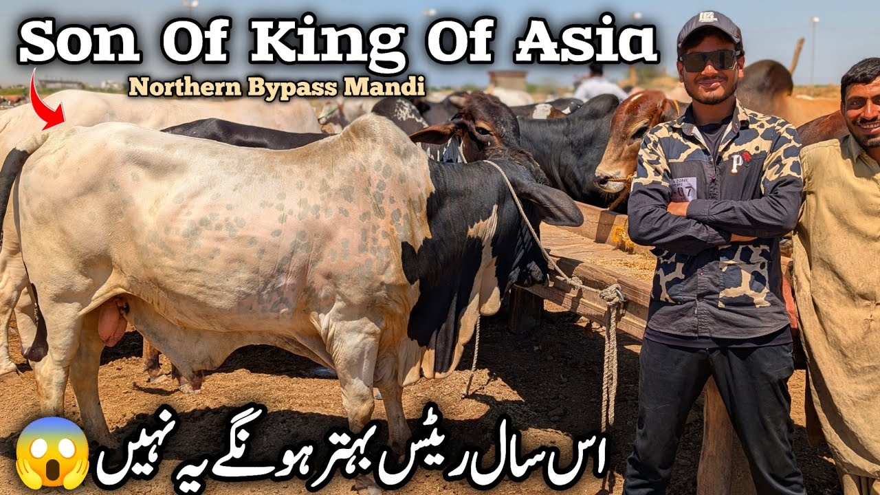 Northern Bypass Mandi Karachi Cattle Latest Position Saturday 4 April  | Son Of King Of Asia Is Back