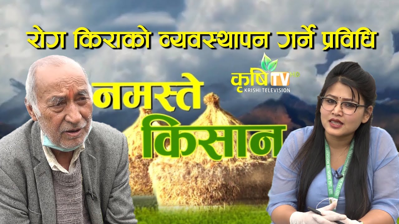 मध्यपहाडी भेगमा व्यवसायीक तरकारी खेतीको सिफारीस गरिएका जातहरु  |  Namaste Kisan