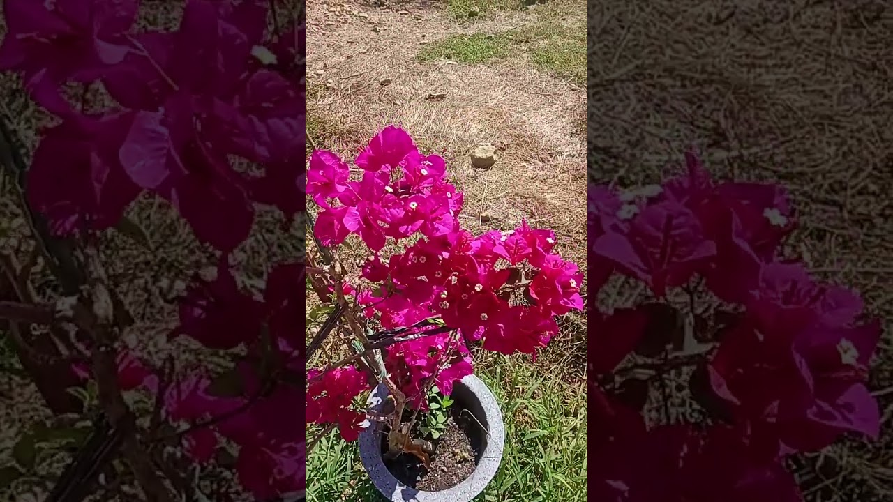 Belkhyr's Garden  @ Rain of Grace