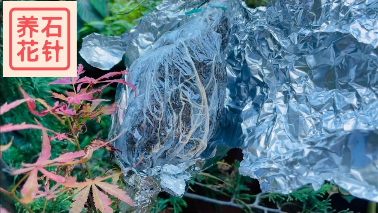 日本枫树 - 高压终于生根了！ - 其实也没有那么好 - Japanese maple air layering