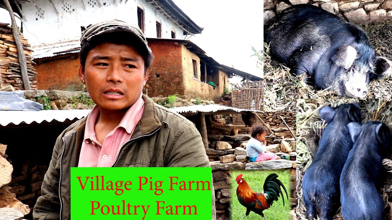 My village & My Organic  Business || Village businessman Anil Rai ||